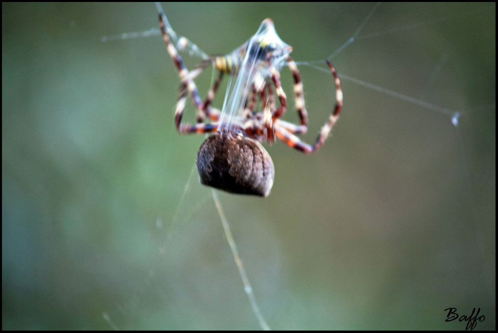 Araneus sp.